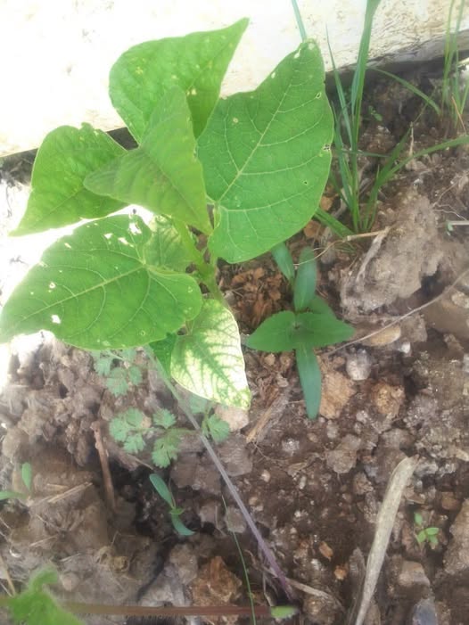 سلام عليكم ليه الفاصوليا عاملة كدا